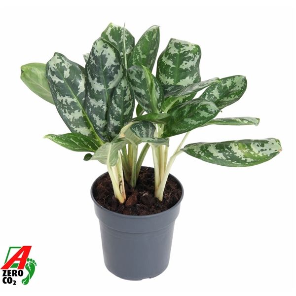 Горшечные цветы и растения оптом Aglaonema Amazone Silver от 1шт из Голландии с доставкой по России