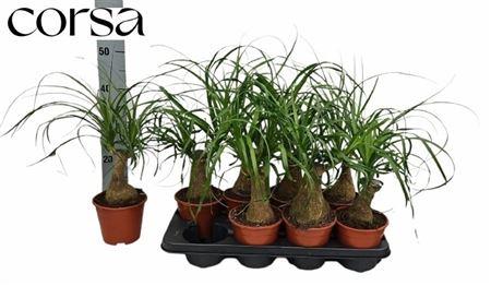 Горшечные цветы и растения оптом Beaucarnea Recur от 8шт из Голландии с доставкой по России