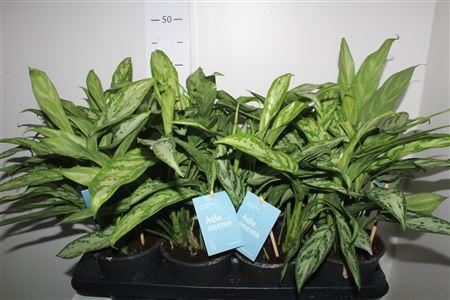 Горшечные цветы и растения оптом Aglao Silver Queen C от 8шт из Голландии с доставкой по России