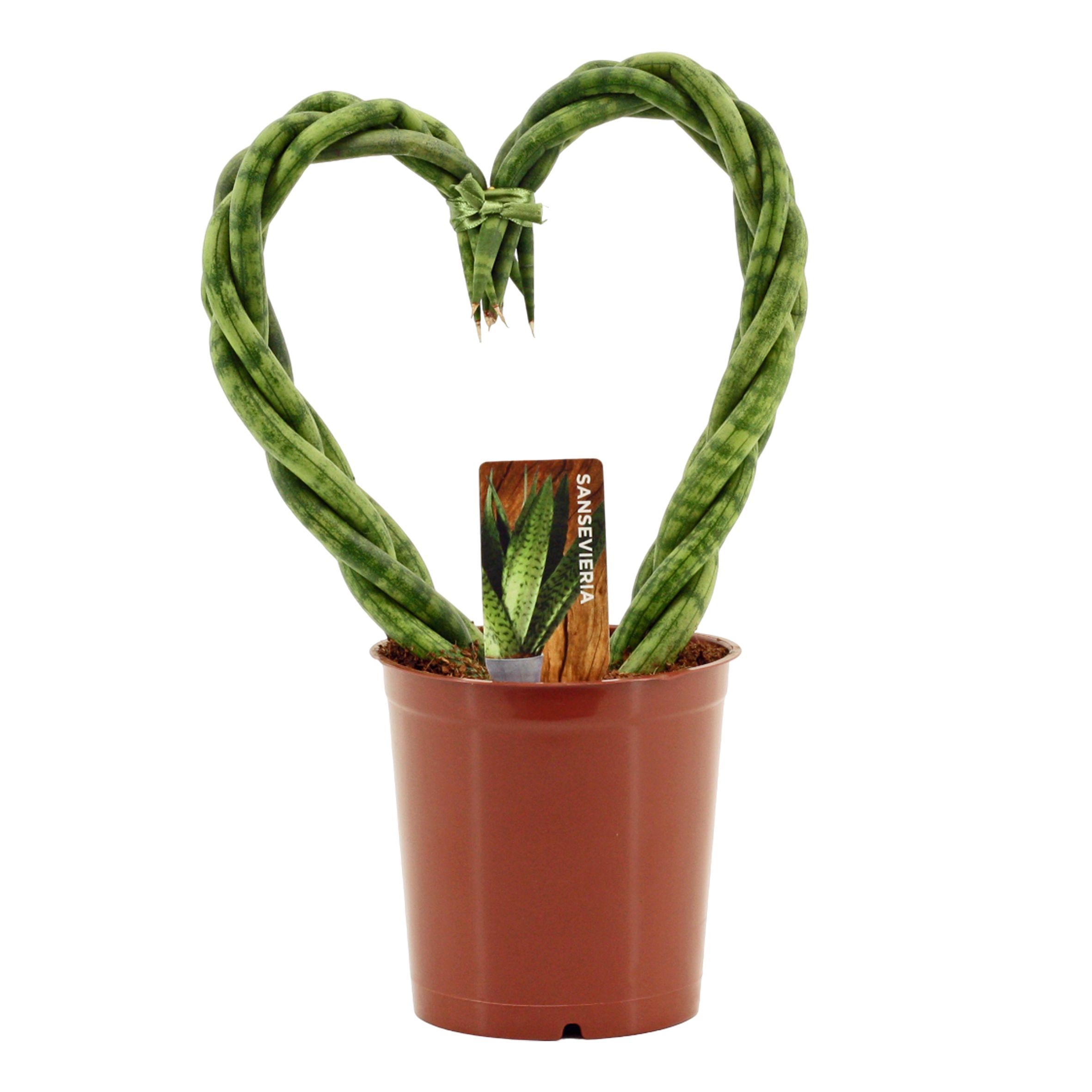 Горшечные цветы и растения оптом Sansevieria Cylindrica Heart от 10шт из Голландии с доставкой по России