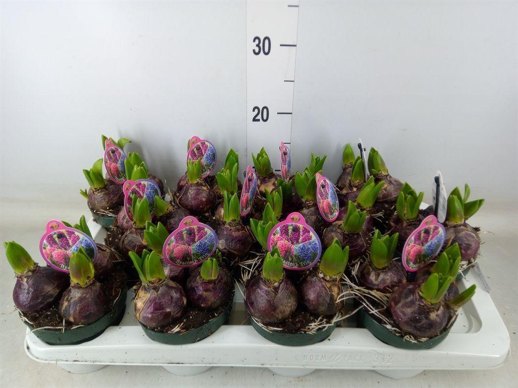 Горшечные цветы и растения оптом Hyacinthus Orie.   ... от 12шт из Голландии с доставкой по России