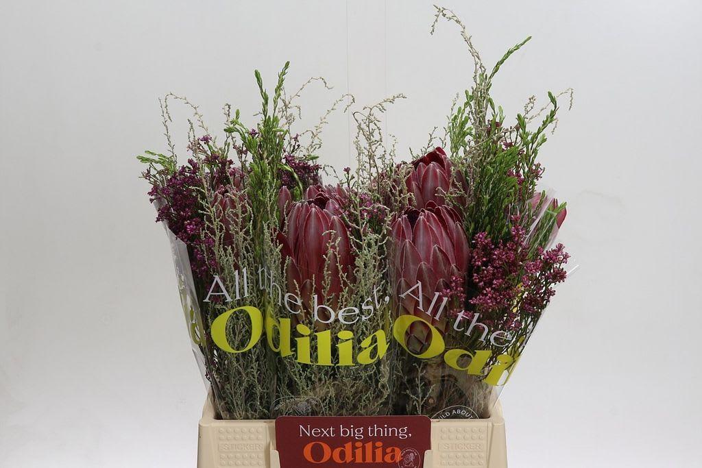 Срезанные цветы оптом Protea bq sharon от 10шт. из Голландии с доставкой по России