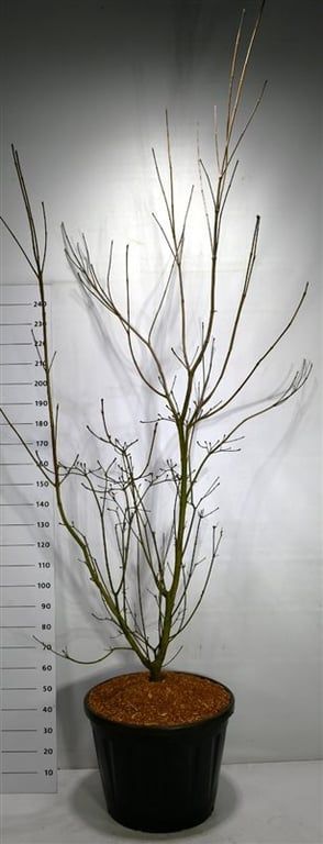 Горшечные цветы и растения оптом Cornus Venus от 1шт из Голландии с доставкой по России