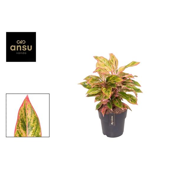 Горшечные цветы и растения оптом Aglaonema Jungle Nectarine от 3шт из Голландии с доставкой по России