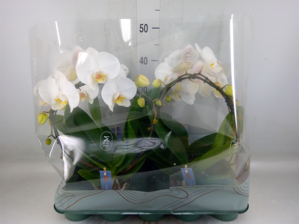 Горшечные цветы и растения оптом Phal 3st White Bigflower 20+ (mimesis) от 4шт из Голландии с доставкой по России