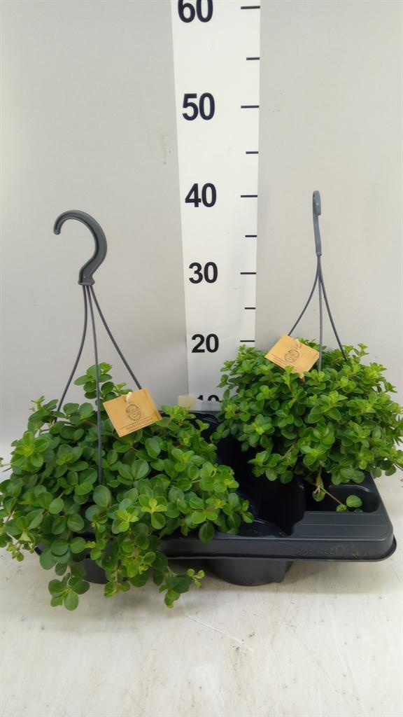 Горшечные цветы и растения оптом Peperomia Rotundifolia от 2шт из Голландии с доставкой по России