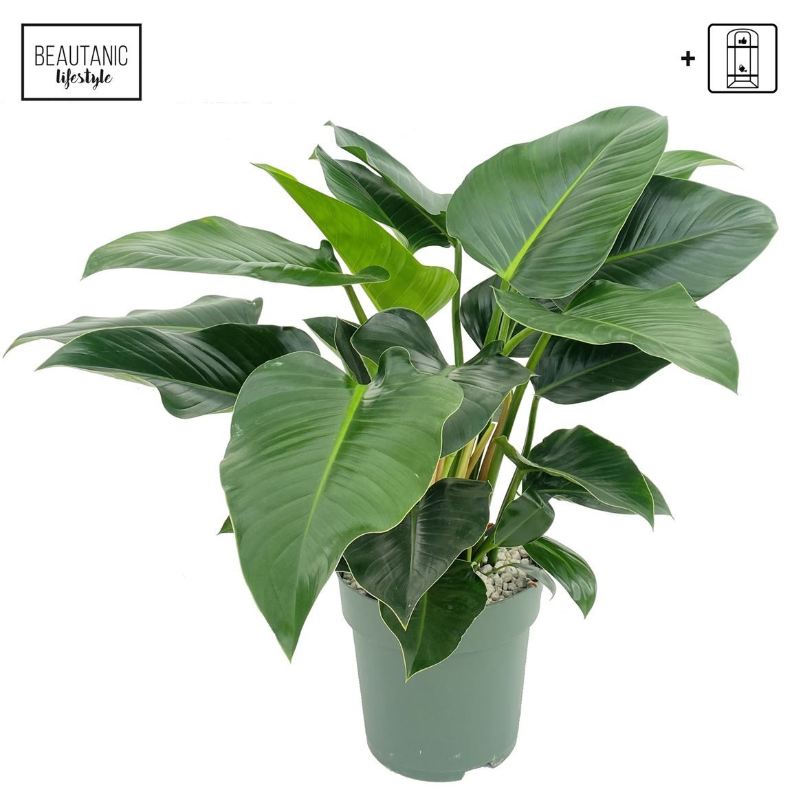 Горшечные цветы и растения оптом Philodendron Green Beauty от 1шт из Голландии с доставкой по России