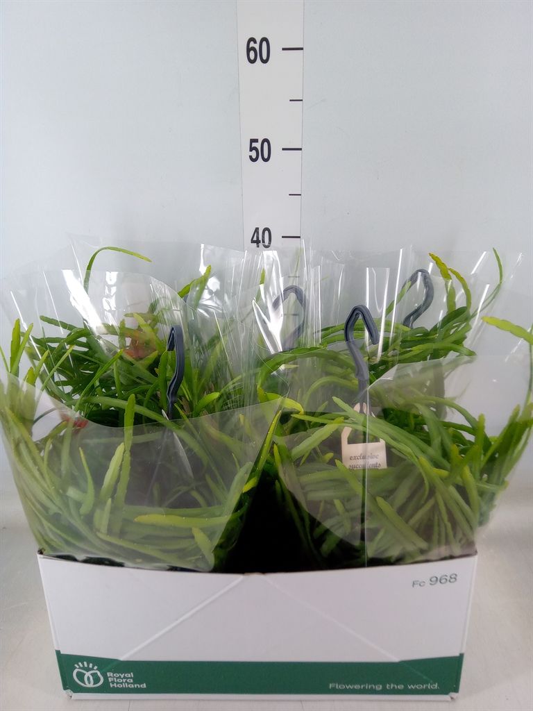 Горшечные цветы и растения оптом Rhipsalis   ... от 5шт из Голландии с доставкой по России