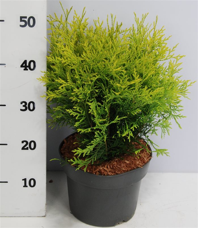 Горшечные цветы и растения оптом Thuja Occ Golden Globe от 1шт из Голландии с доставкой по России