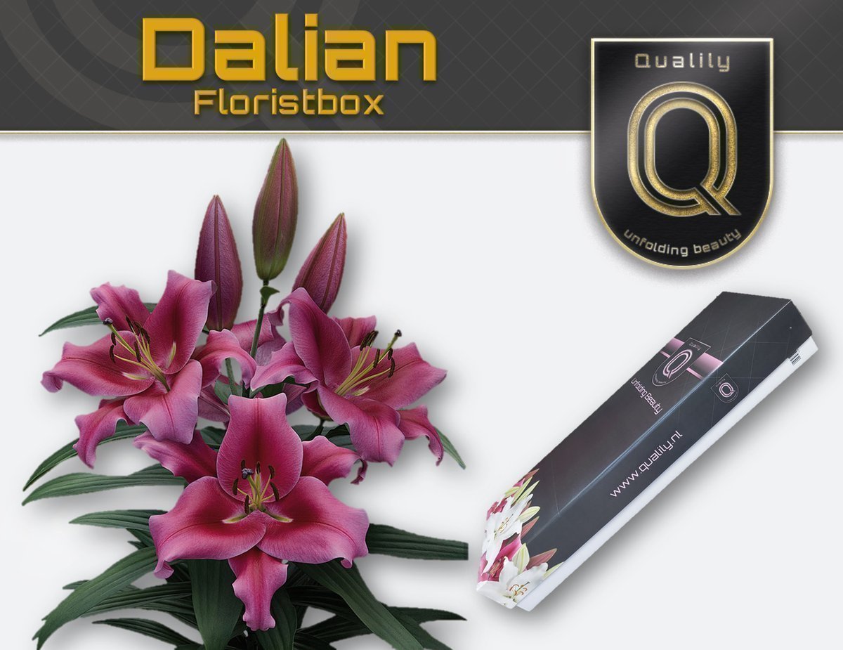 Срезанные цветы оптом Lilium or dalian от 80шт. из Голландии с доставкой по России