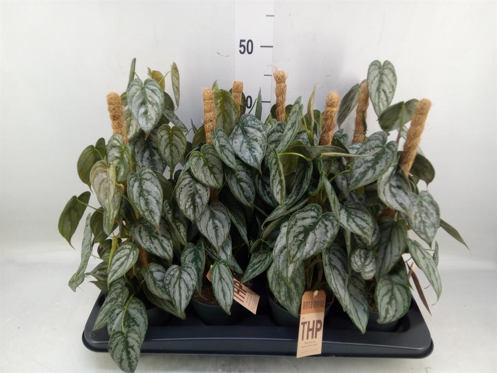 Горшечные цветы и растения оптом Philodendron Brandtianum от 8шт из Голландии с доставкой по России