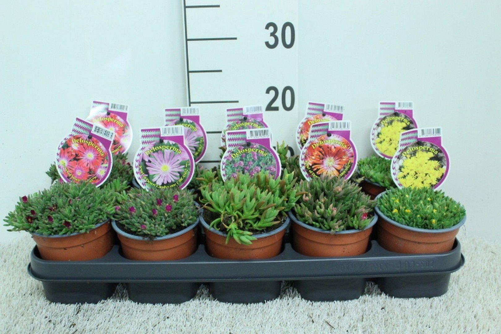 Горшечные цветы и растения оптом Delosperma Coop. от 10шт из Голландии с доставкой по России