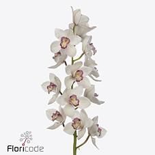 Срезанные цветы оптом Cymbidium white belle snow от 9шт из Голландии с доставкой по России