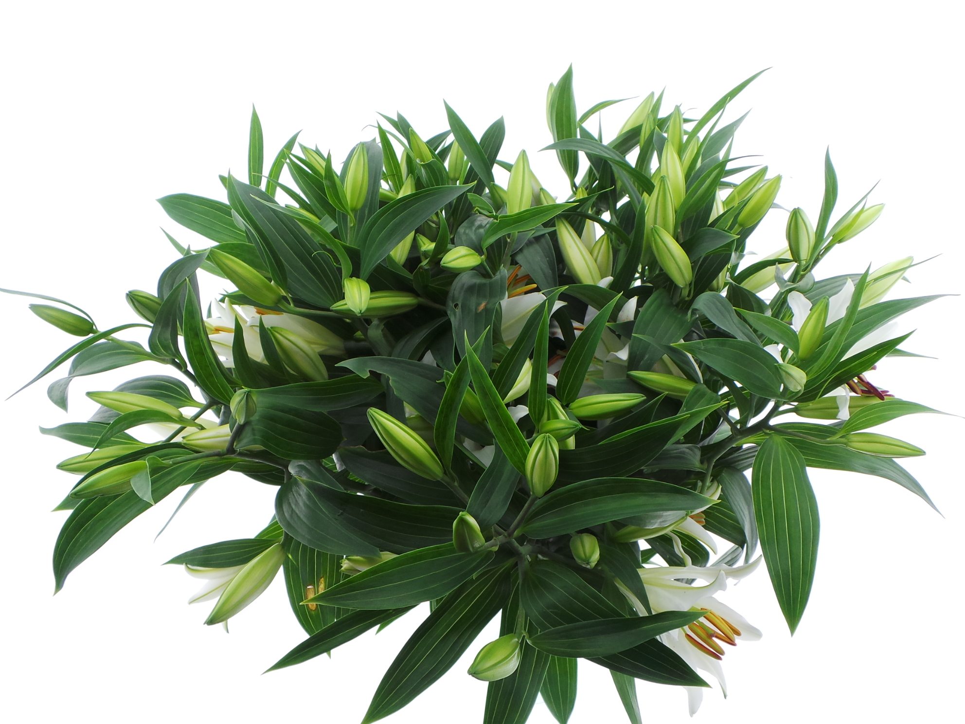 Срезанные цветы оптом BQ Mono Lelie Oriental Wit x5 60cm от 10шт из Голландии с доставкой по России