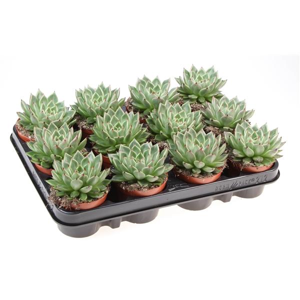 Горшечные цветы и растения оптом Echeveria Black Tip от 12шт (для телеги) из Голландии с доставкой по России