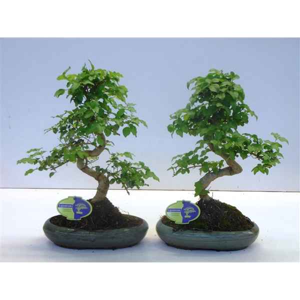 Горшечные цветы и растения оптом Bonsai Ligustrum Sinensis, 24cm., Shape, Without D от 4шт из Голландии с доставкой по России