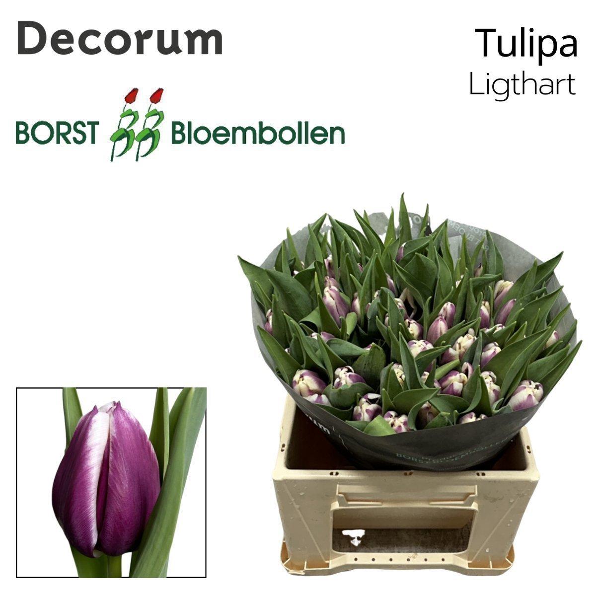 Срезанные цветы оптом Tulipa si ligthart от 50шт из Голландии с доставкой по России