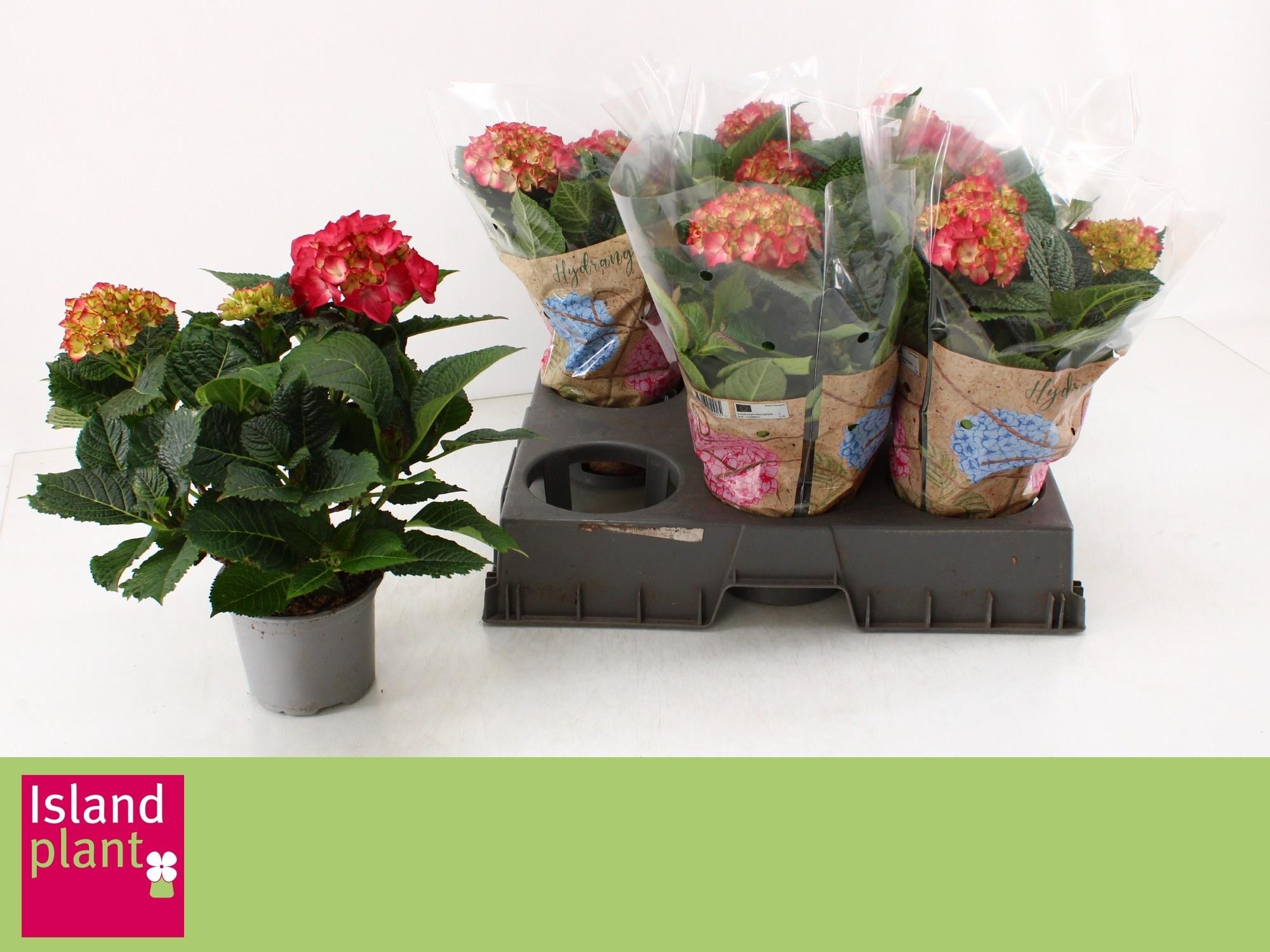 Горшечные цветы и растения оптом Hydr M Dutch L Selma от 6шт из Голландии с доставкой по России