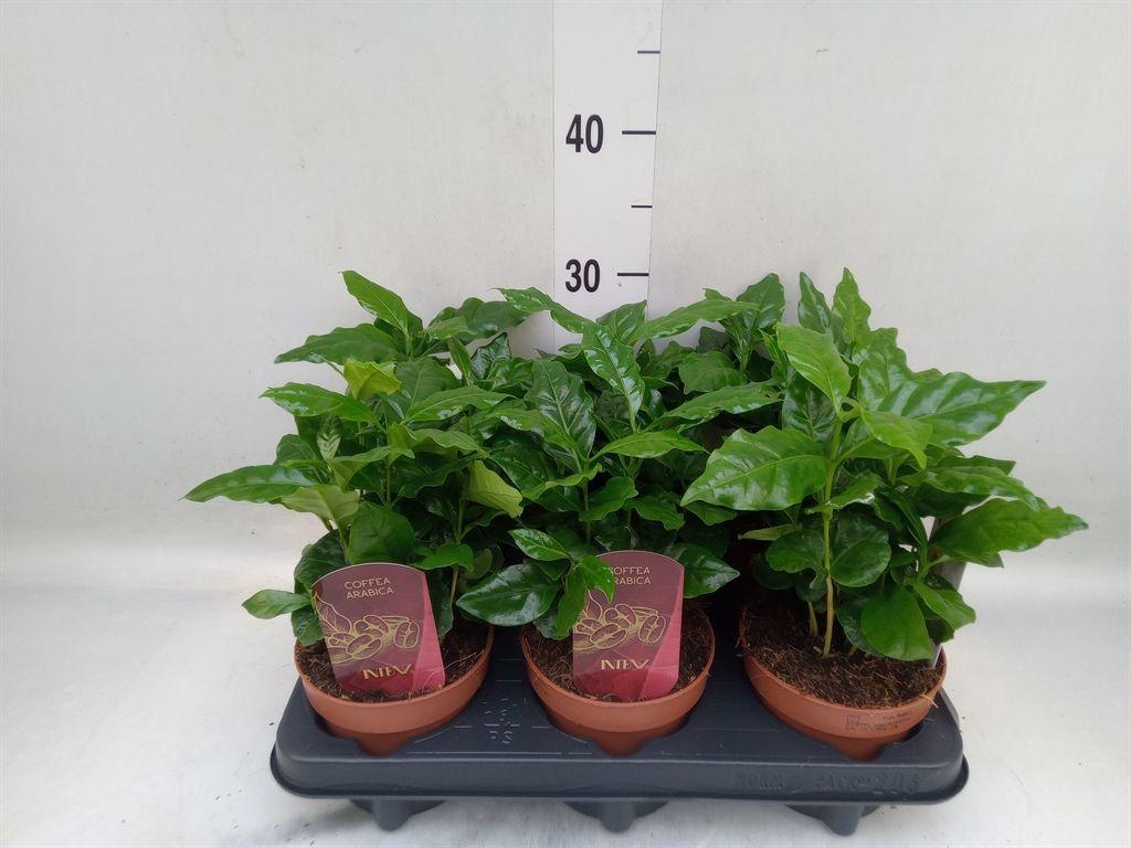 Горшечные цветы и растения оптом Coffea Arabica от 6шт из Голландии с доставкой по России