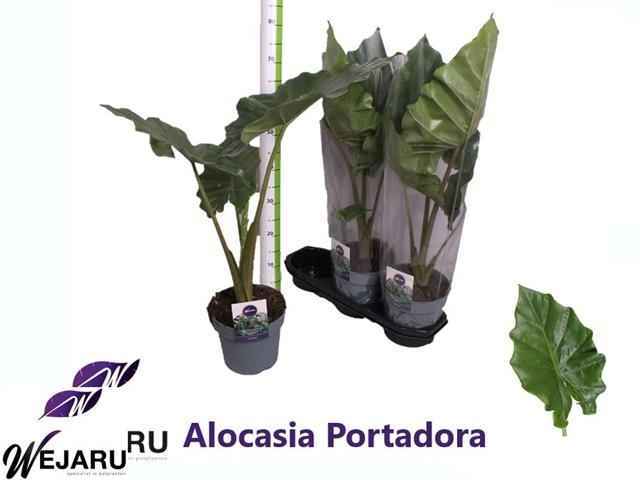 Горшечные цветы и растения оптом Alocasia Portodora от 3шт из Голландии с доставкой по России