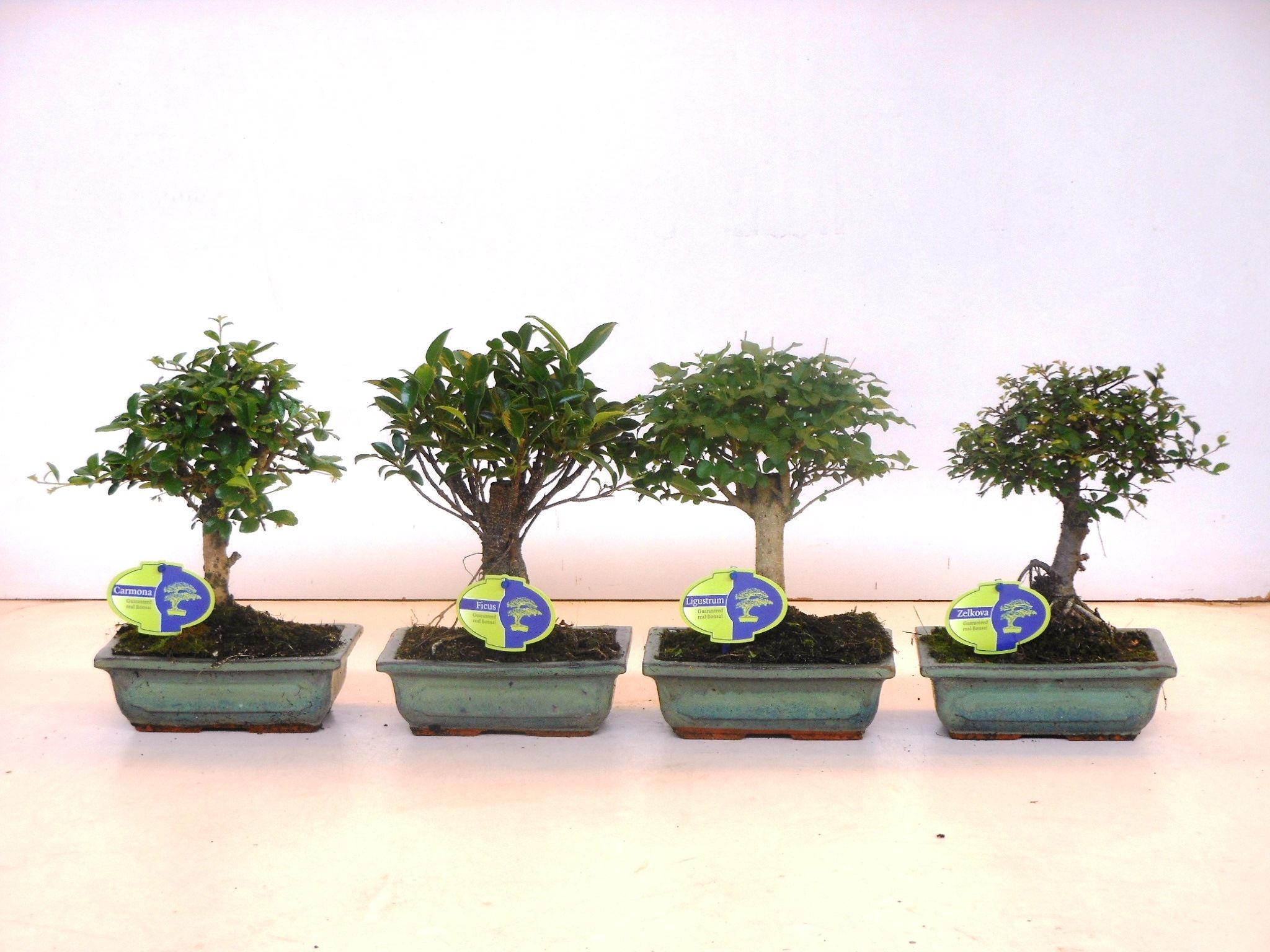 Горшечные цветы и растения оптом Bonsai Mix Indoor Broom Without Drip Tray от 6шт из Голландии с доставкой по России
