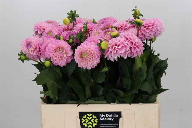 Срезанные цветы оптом Dahlia wizard of oz от 30шт из Голландии с доставкой по России