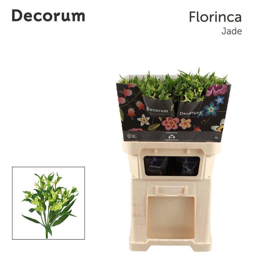 Срезанные цветы оптом Alstroemeria fl jade от 50шт из Голландии с доставкой по России