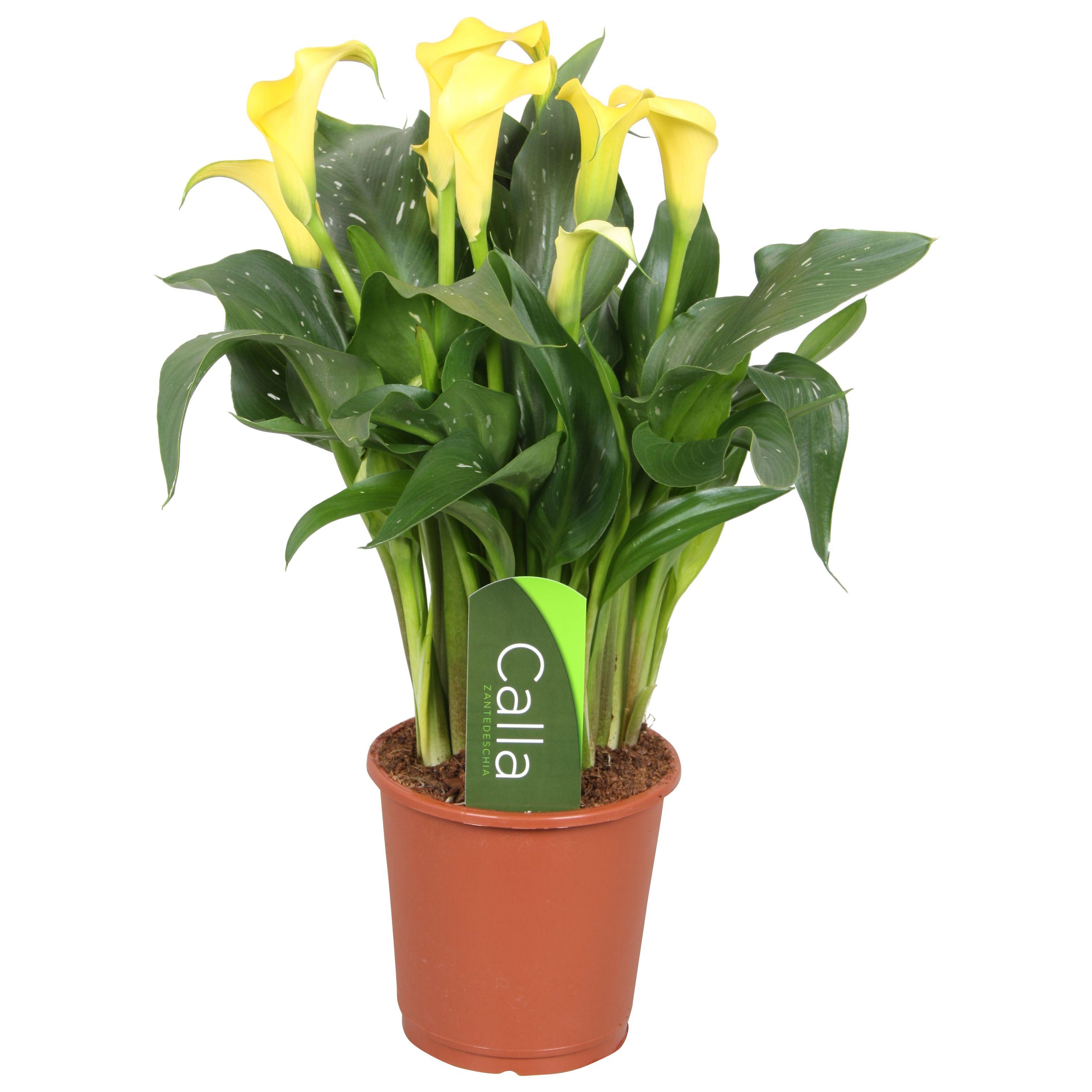Горшечные цветы и растения оптом Zantedeschia Sunclub Calla от 8шт из Голландии с доставкой по России