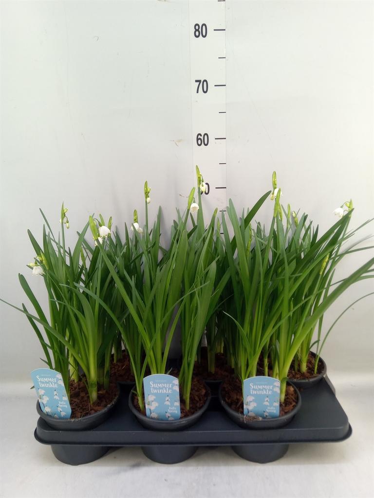 Горшечные цветы и растения оптом Leucojum Aestivum от 6шт из Голландии с доставкой по России