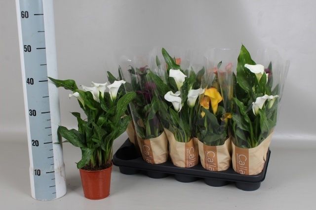 Горшечные цветы и растения оптом Zant Gem 5 Kl от 10шт из Голландии с доставкой по России