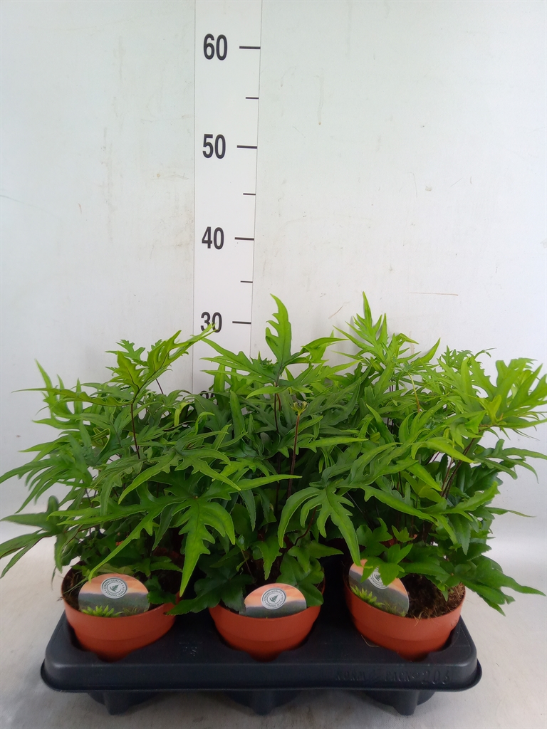 Горшечные цветы и растения оптом Doryopteris Pedata от 6шт из Голландии с доставкой по России