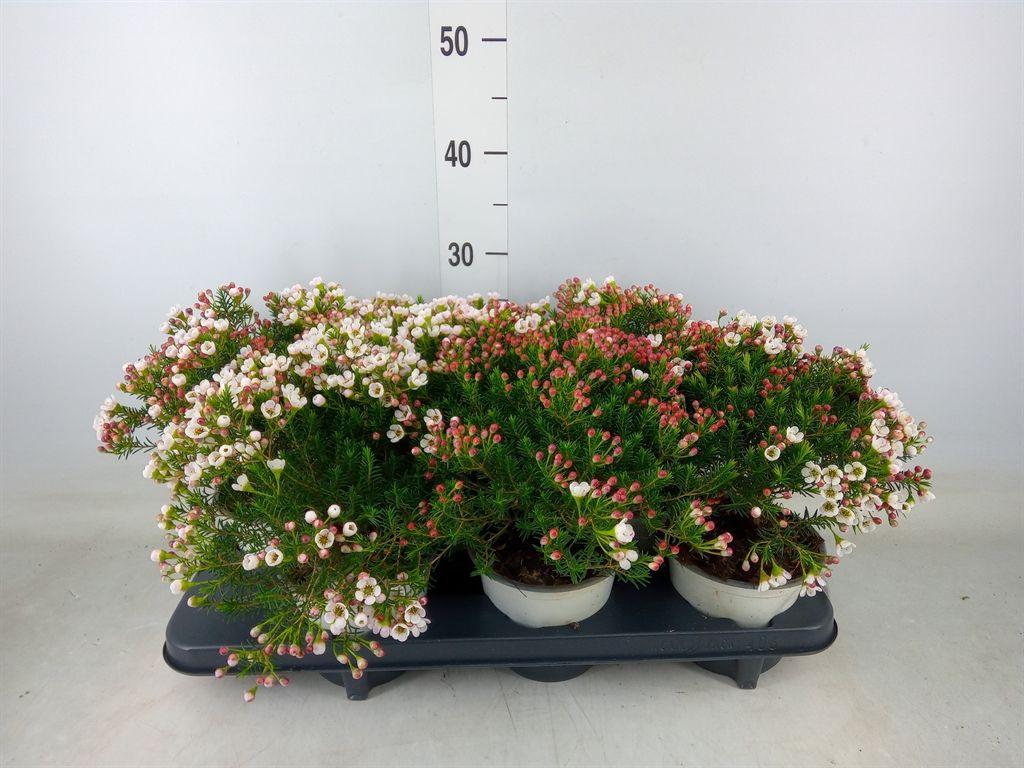 Горшечные цветы и растения оптом Chamelaucium Unci.   ... от 6шт из Голландии с доставкой по России