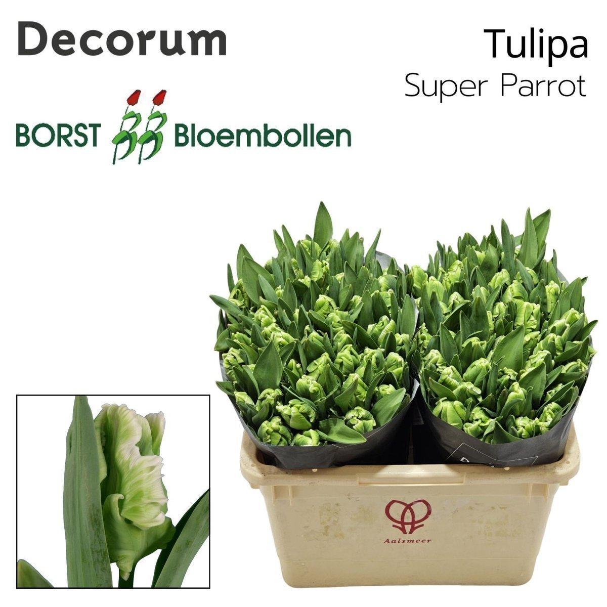 Срезанные цветы оптом Tulipa pa super parrot от 50шт из Голландии с доставкой по России