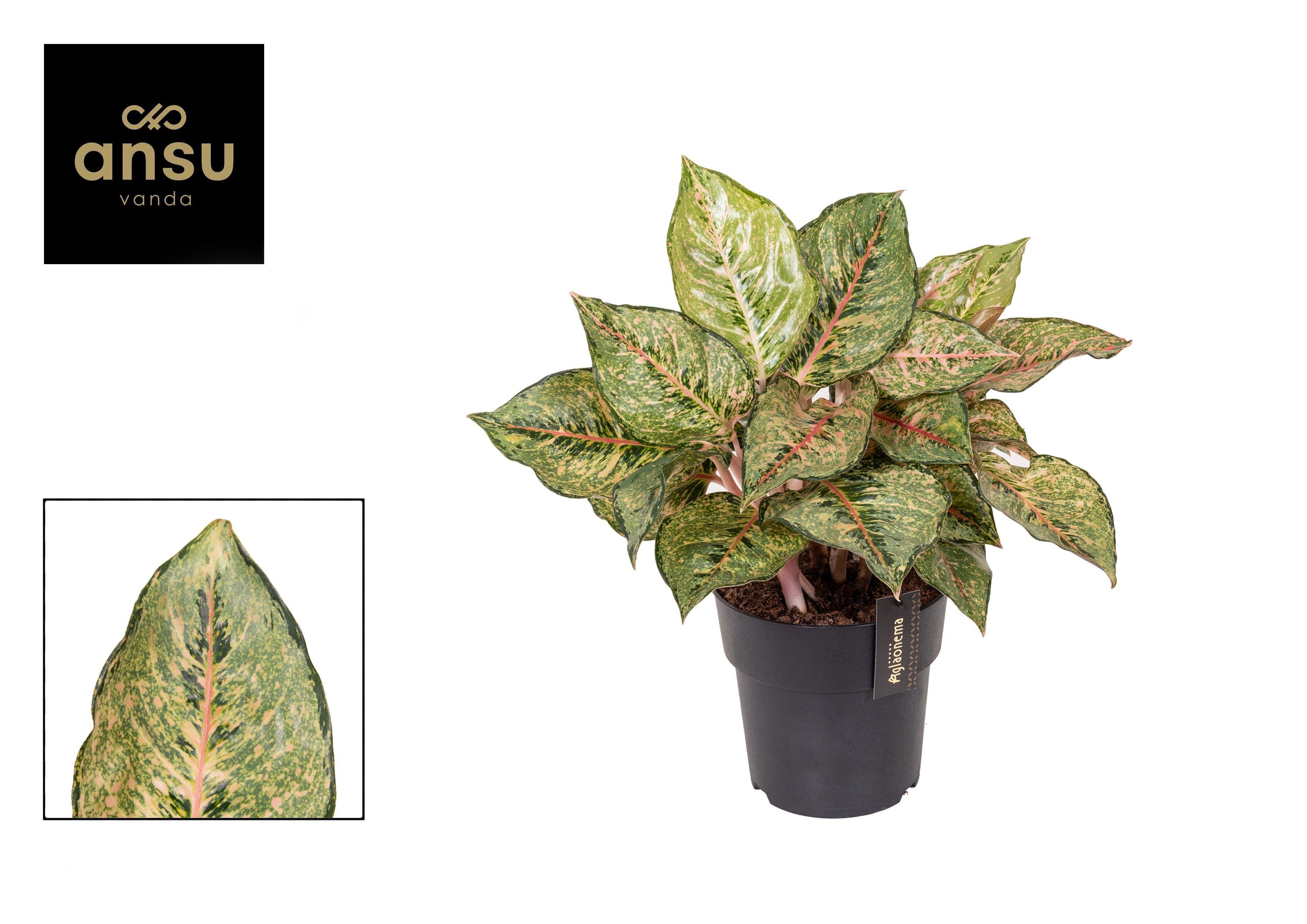 Горшечные цветы и растения оптом Aglaonema Pistachio Pink от 3шт из Голландии с доставкой по России