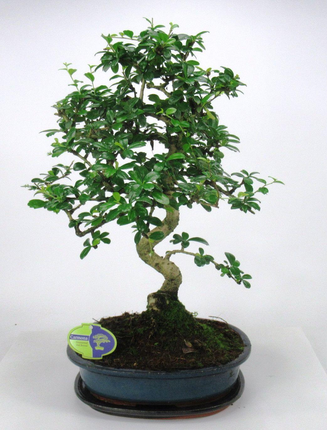 Горшечные цветы и растения оптом Bonsai Carmona Macrophylla, 32 Cm Shape, With Drip от 1шт из Голландии с доставкой по России