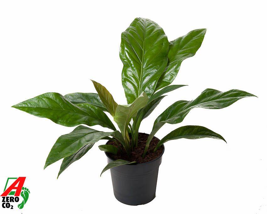 Горшечные цветы и растения оптом Anthurium Jungle Bush 1pp от 1шт из Голландии с доставкой по России