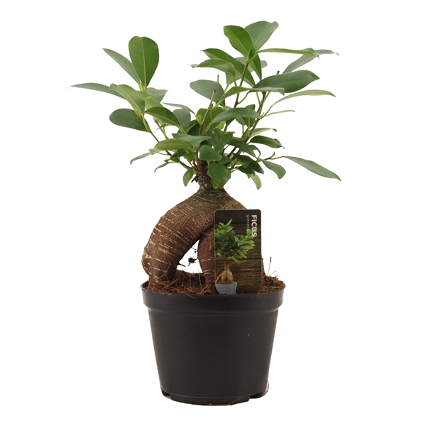 Горшечные цветы и растения оптом Ficus Ginseng Retusa от 10шт из Голландии с доставкой по России