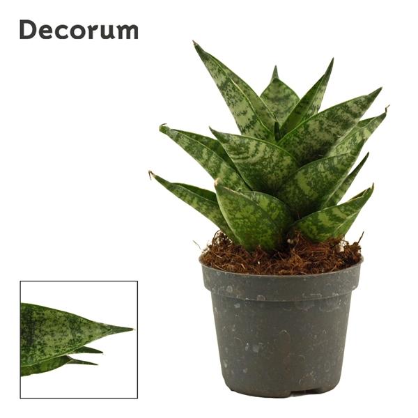 Горшечные цветы и растения оптом Sansevieria Brilliant Crown (decorum) от 14шт (для телеги) из Голландии с доставкой по России
