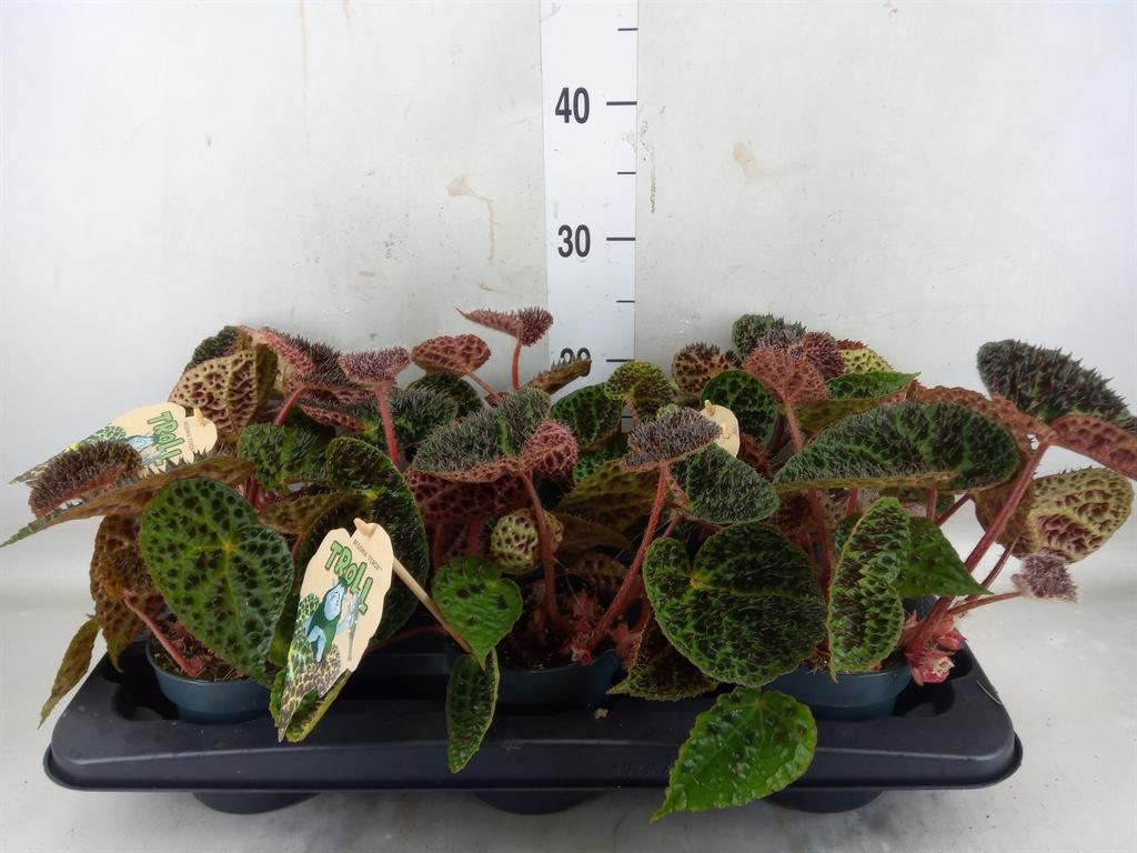 Горшечные цветы и растения оптом Begonia Bd Ferox от 6шт (для телеги) из Голландии с доставкой по России