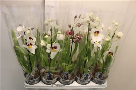 Горшечные цветы и растения оптом Miltoniopsis 1 Branche от 10шт из Голландии с доставкой по России