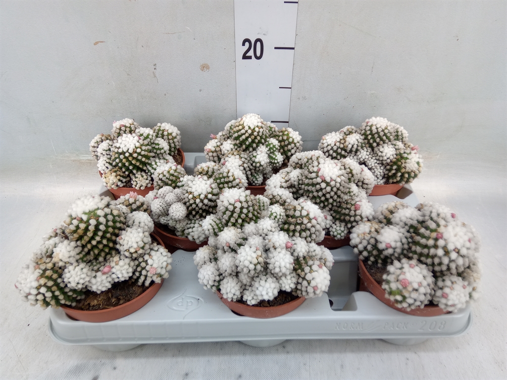 Горшечные цветы и растения оптом Mammillaria Gracilis от 8шт из Голландии с доставкой по России