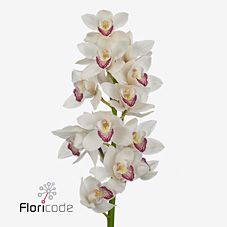 Срезанные цветы оптом Cymbidium white anouk от 6шт. из Голландии с доставкой по России