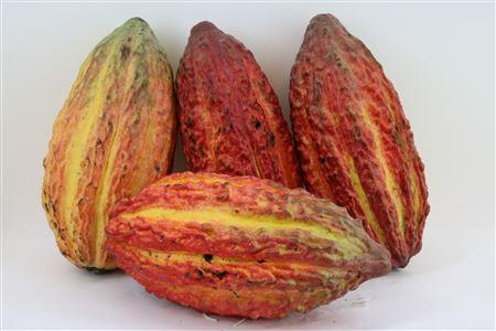 Срезанные цветы оптом Exoten cacao pods от 9шт из Голландии с доставкой по России