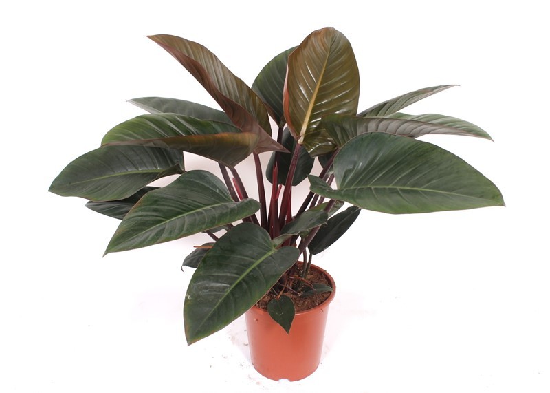 Горшечные цветы и растения оптом Philodendron Orange от 1шт из Голландии с доставкой по России