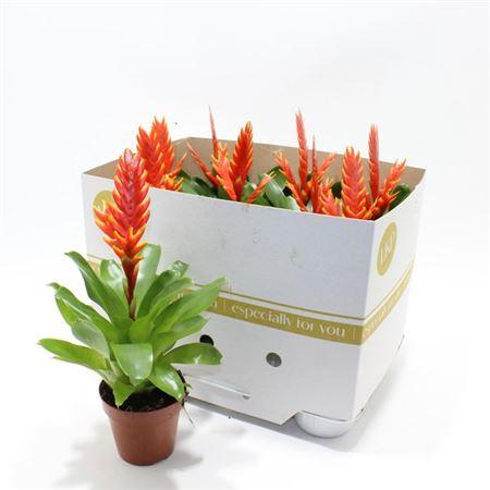 Горшечные цветы и растения оптом Vriesea Sparkle от 9шт из Голландии с доставкой по России