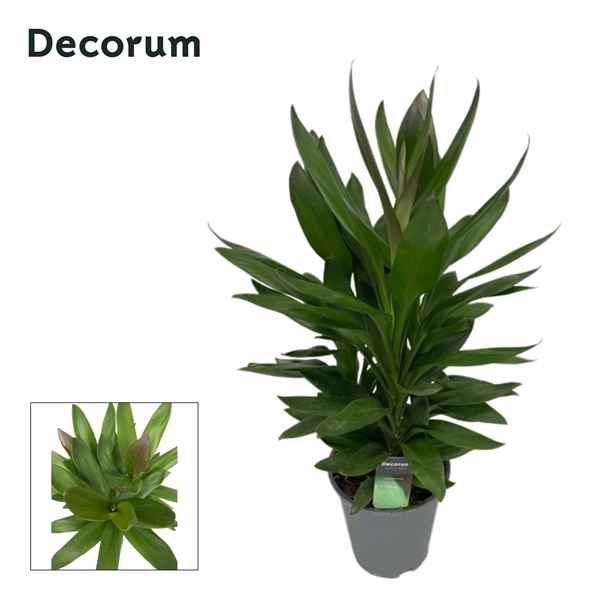 Горшечные цветы и растения оптом Cordyline Glauca 3pp (decorum) от 5шт из Голландии с доставкой по России