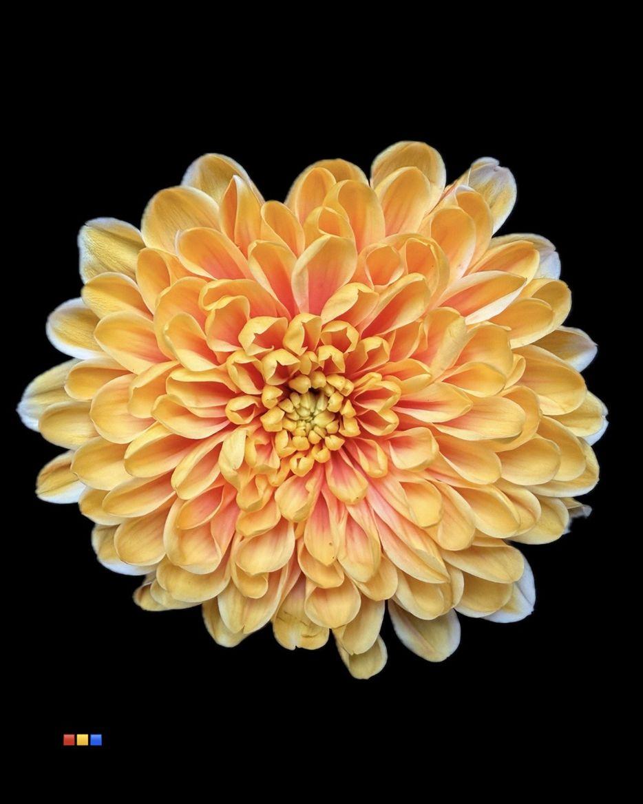 Срезанные цветы оптом Chrys bl paint altaj sunset от 40шт из Голландии с доставкой по России