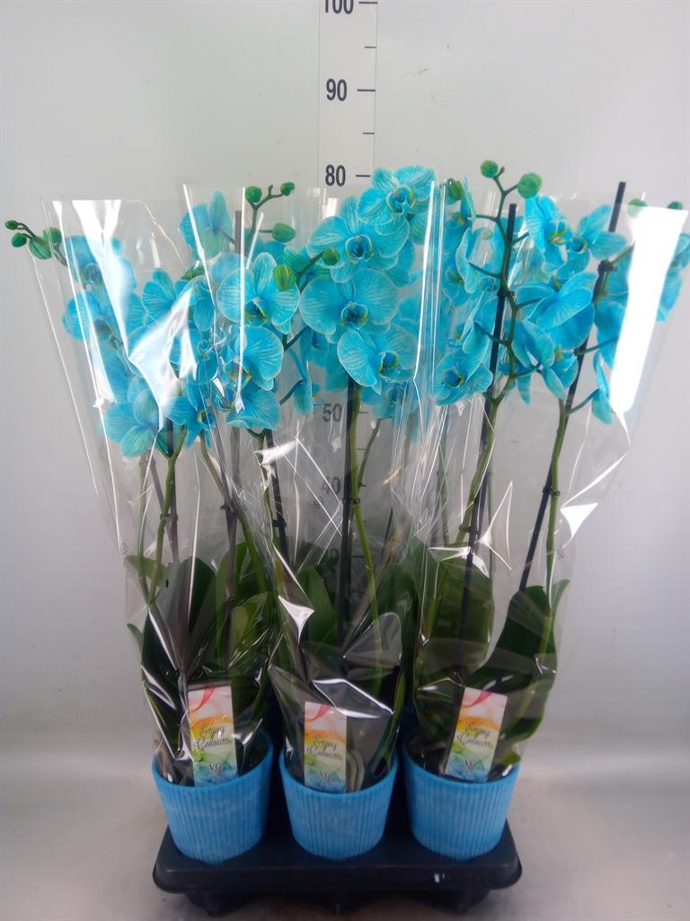 Горшечные цветы и растения оптом Phalaenopsis   ... от 6шт из Голландии с доставкой по России