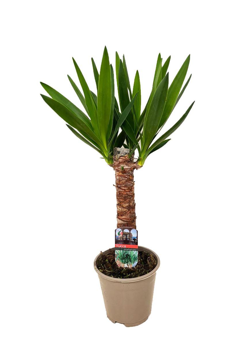 Горшечные цветы и растения оптом Yucca 30cm Stem 2+ от 8шт из Голландии с доставкой по России