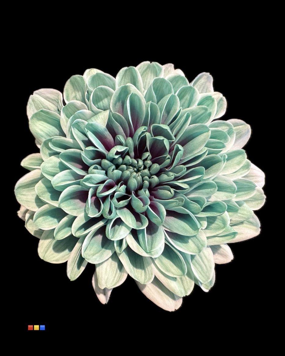 Срезанные цветы оптом Chrys sp paint altaj ibiza от 40шт из Голландии с доставкой по России